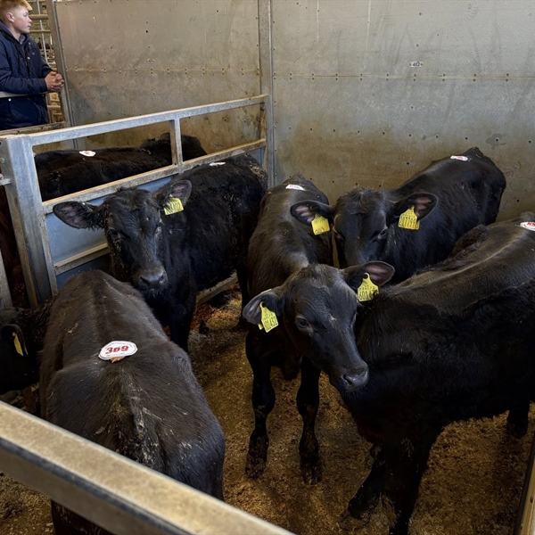 Weekly Wednesday Sale