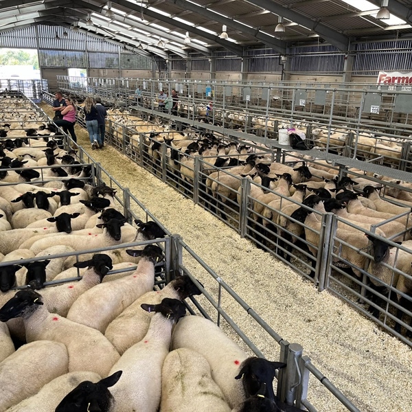 Weekly Monday Sale & Breeding Sheep Sale