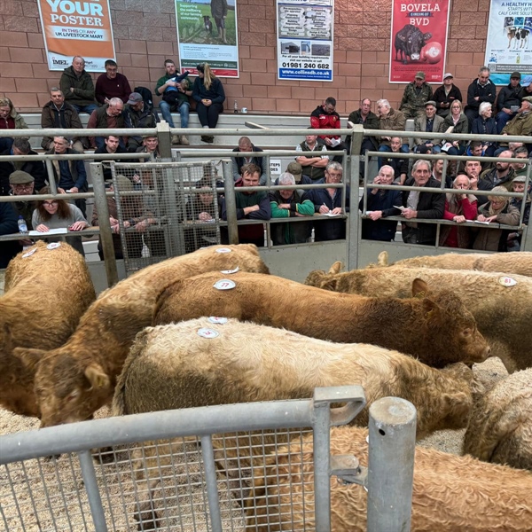 Show & Sale of Suckled Calves