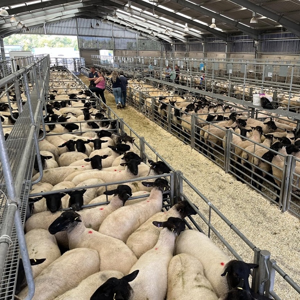Breeding Sheep Sale