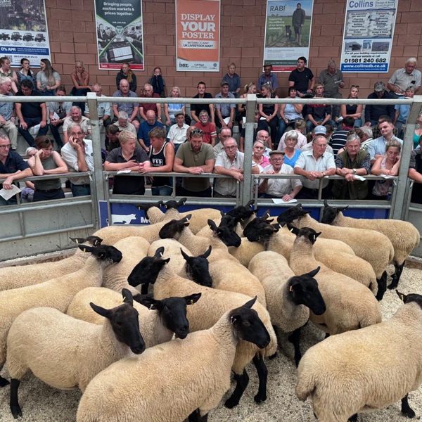 "FAIR DAY" Breeding Sheep Sale
